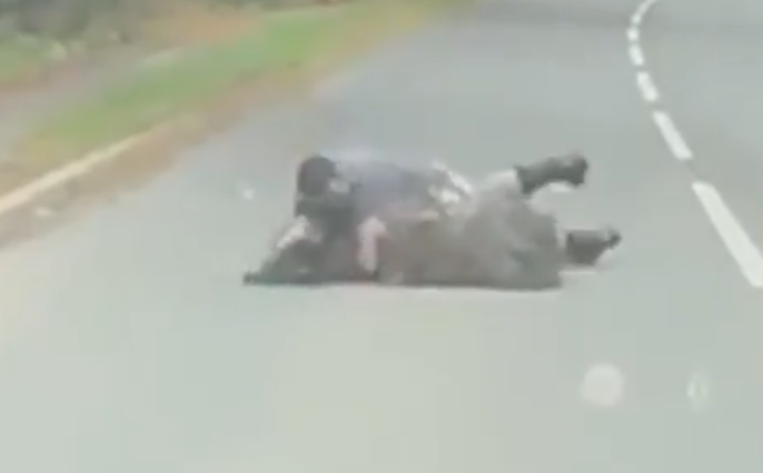 rvanje odbegli emu Velika Britanija (2).png