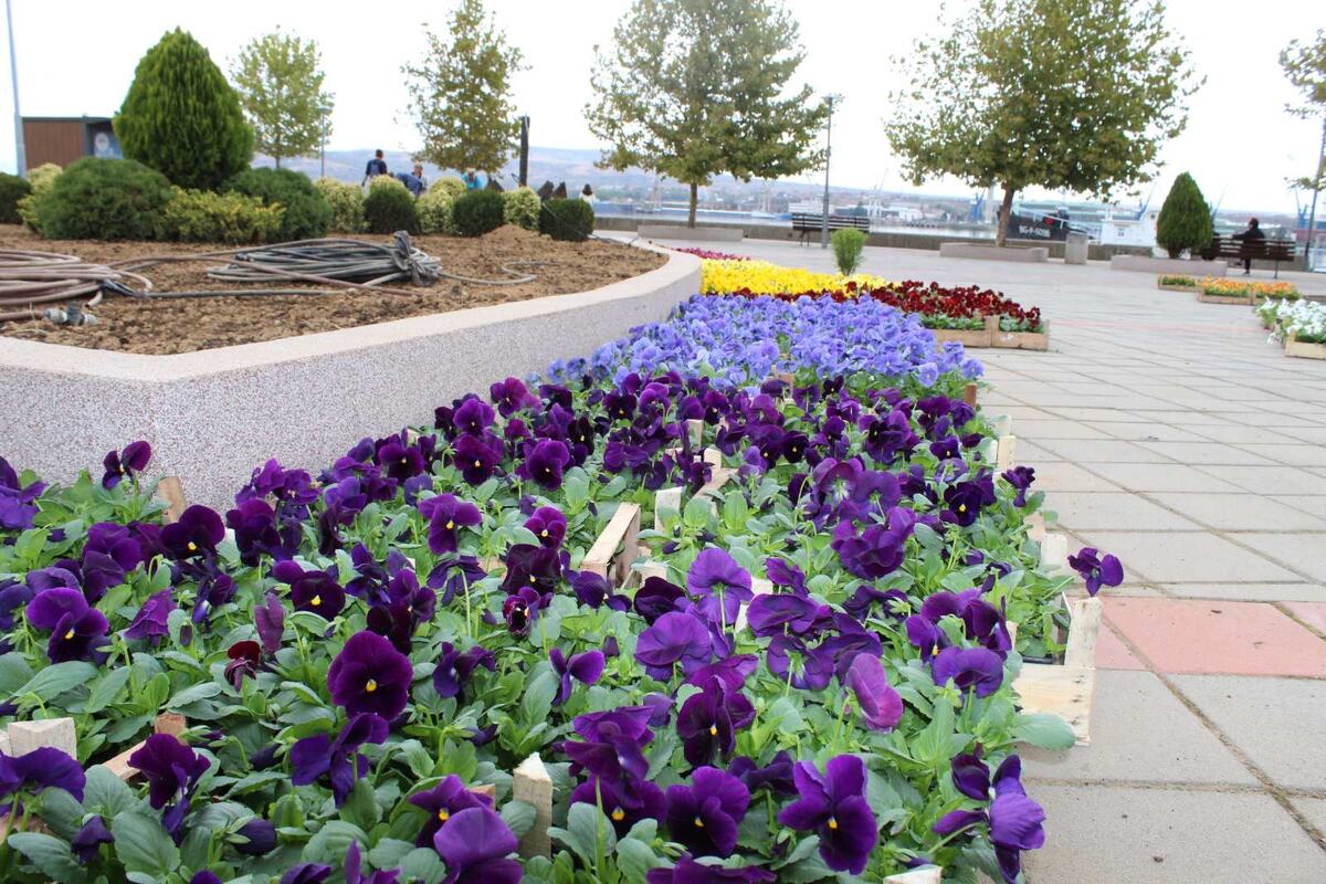 Kladovo cveće park uređivanje (4).JPG