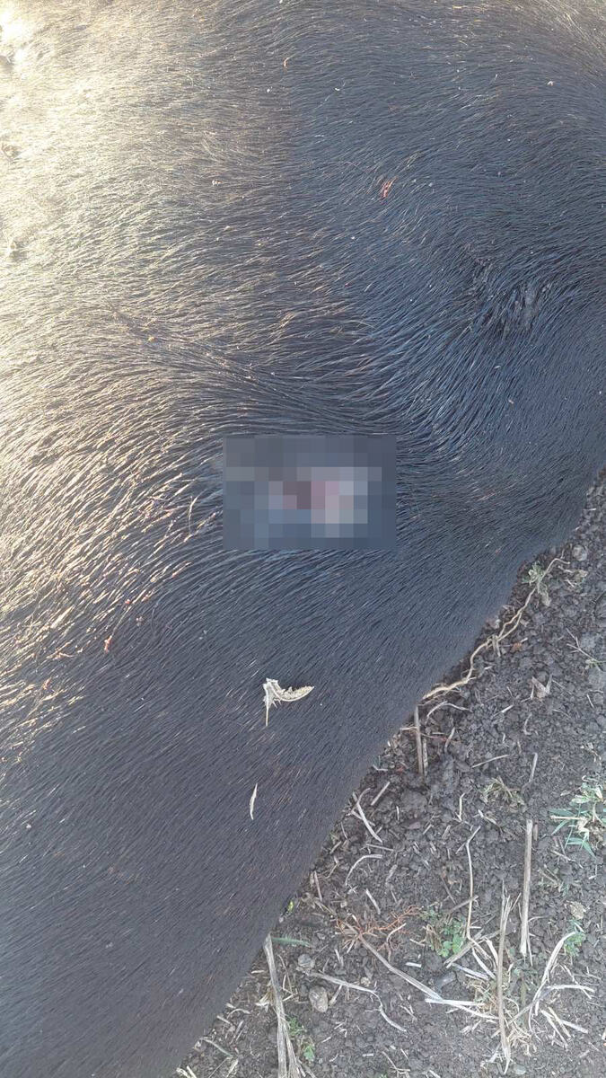 selo Mojsinje nadomak Čačka Pas ubijen iz vatrenog oružja (5).jpg