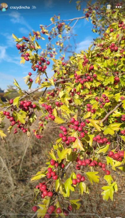 Milan Dinčić Dinča