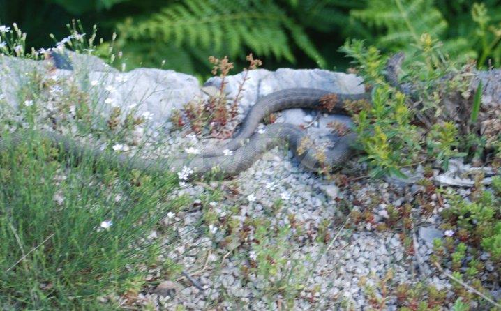 zmije-parenje.jpg