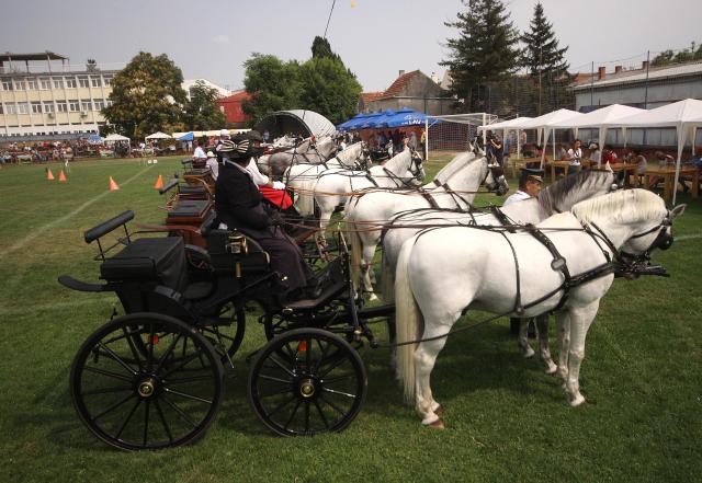 kocije-konji-fijaker-novi-sad.jpg