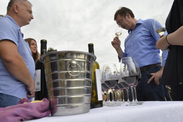vucic-kraljev-vinograd-diplomate-berba-grozdja-smederevo.jpg