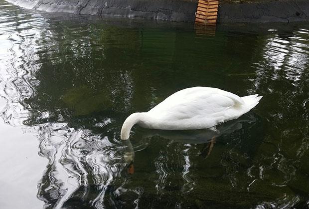 labud-isa-dunavski-park.jpg