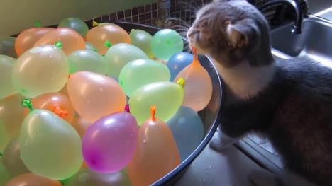 v_munchkin-cat-pops-water-balloons_15656046564.jpg