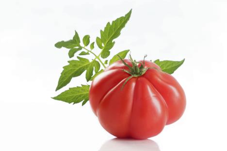 stockphotoheirloomredtomatowithleaf480860881.jpg