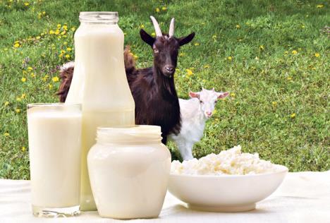 koze sa mlečnim proizvodima