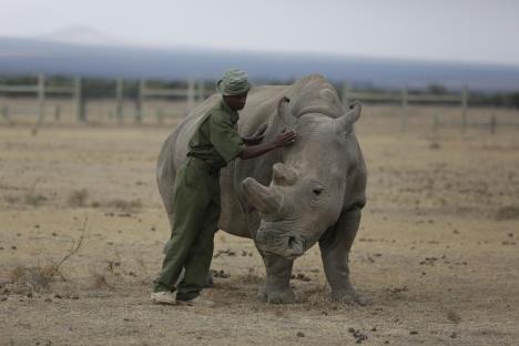 sudan-nosorog-foto-ap-2-mart-201801.jpg