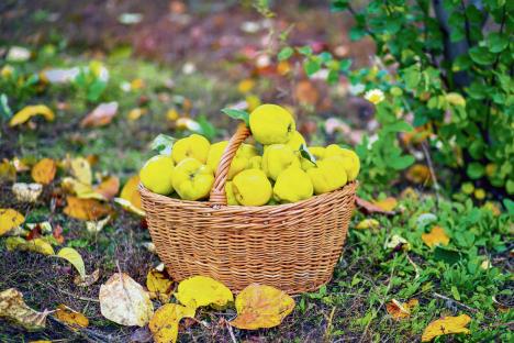 stockphotoquinceautumnharvestfullbasketofquinceinthegarden1344567494.jpg