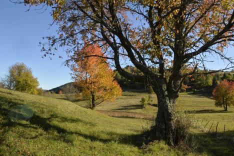 zlatar-foto-tanjug-rade-prelic-5.jpg