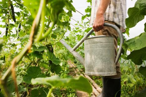 sadnja   zalivanje   bašta