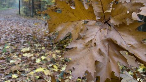 Jesenje lišće u šumi