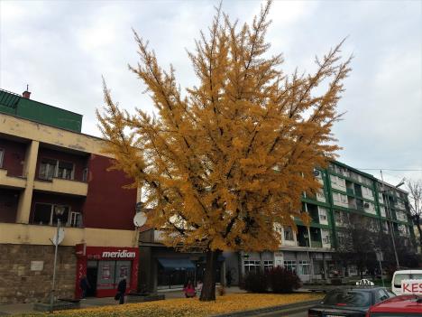 loznica--najslikanije-drvo-u-gradu.jpg