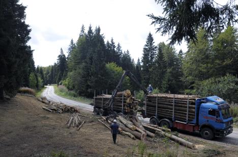 Seča i ređanje drva u kamion u šumi