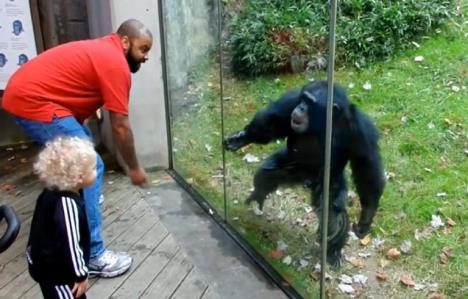 A boy was amazed watching the chimpanzee...