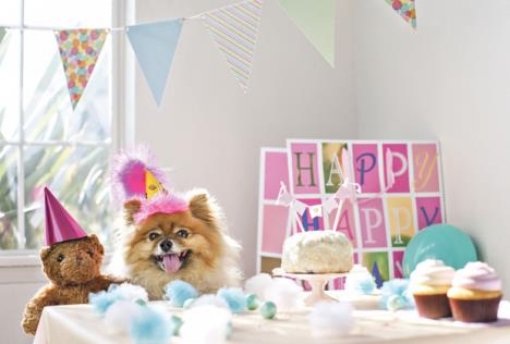 stockphotodogcelebratingbirthdayhavingabirthdayparty229206391.jpg