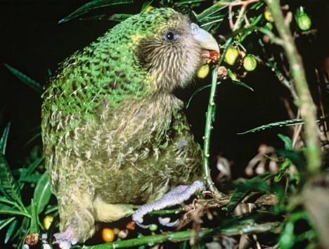 kakapo.jpg