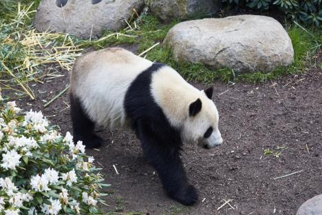 profimedia0522192821-panda-kopenhagen.jpg