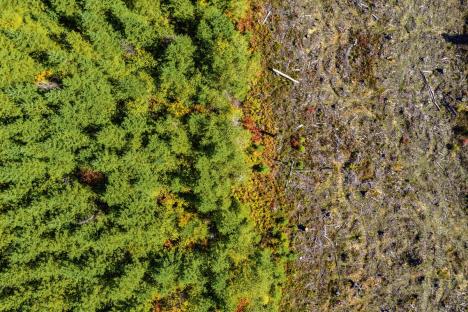 glavna-stockphotoaerialdroneviewofdeforestationofapineforest1192767004-19-08-2020.jpg