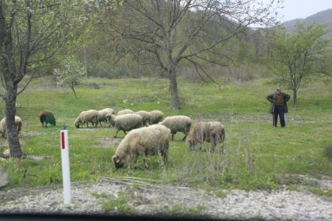 cobanin-pastir-foto-marina-lopicic.jpg