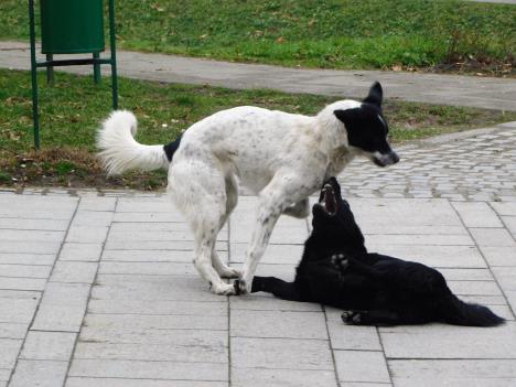 loznica--sterilizacija-napusstenih-pasa.jpg