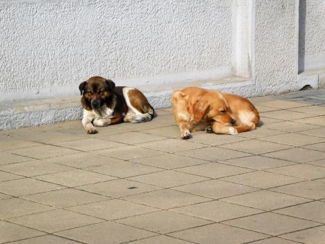 loznica--razmnozzavanje-pod-kontrolom.jpg