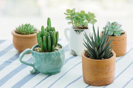 stockphotovarioustypesofminicactuszebraplantecheveriakalanchoesucculenthouseplantsclaypotson1025332858-1208-800.jpg