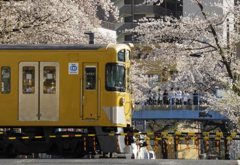 japan-cvetanje-tresnje.jpg