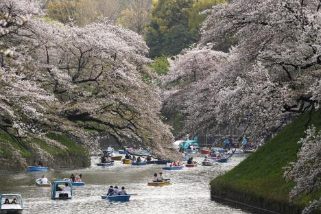 japan-cvetanje-tresnje2.jpg