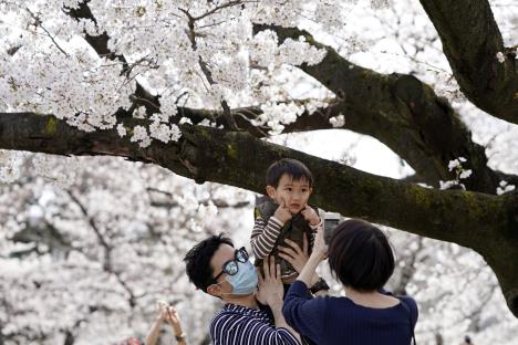 japan-cvetanje-tresnje5.jpg