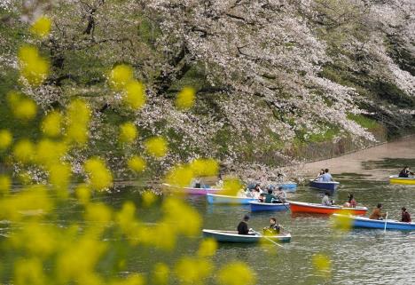 japan-cvetanje-tresnje3.jpg