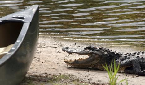 aligator-florida-.jpg