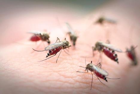 554279-insekti-edit.jpg
