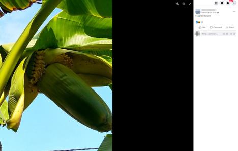 borcanska-banana-foto-facebook-pt-1.jpg