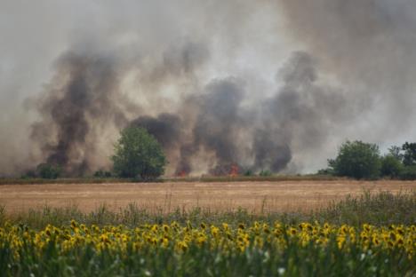 gori-40-hektara-strnjista-foto-s.u..jpg