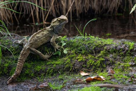 tuatara.jpg