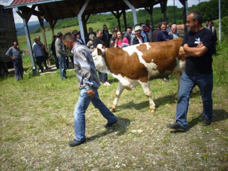 junice-izvlacenje-lepa-lukic-kursumlija.jpg