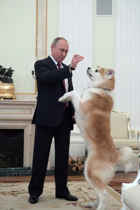 vladimir-putin-akita.jpg