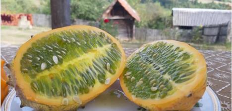 1634200853kivanodragacevofotorina2.jpg