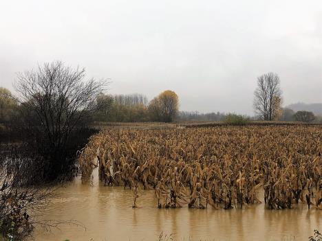 loznica--kukuruz-u-vodi.jpg