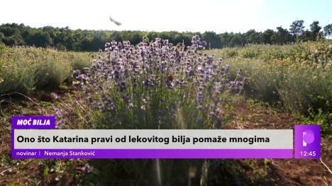 lavanda1.jpg