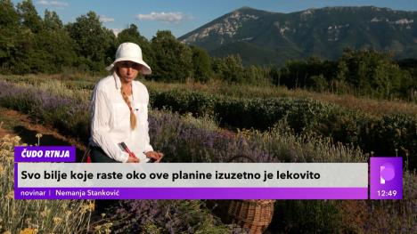 lavanda2.jpg