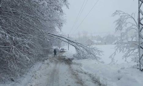 loznica--palo-drvo-foto-gradska-uprava.jpg