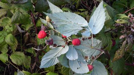 1639837697pribojslika2malinerodileiudecembrufotoa.rovcanin1536x864.jpg