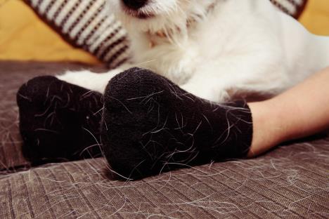 kauc-ljubimci-stockphotopetordoghaironblacksocksclothduringannualsheddingseason1430433137.jpg