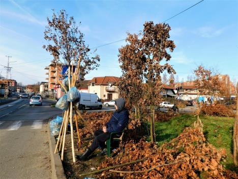 loznica--prodaja-badnjaka.jpg