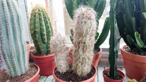 kaktuse-i-sukulente-zimi-uglavnom-ne-treba-zalivati---stockphotobigcactusinthepotsfunnycactusforhomedecorationfluffycactuswithlongneedles1365933239--smanjena.jpg