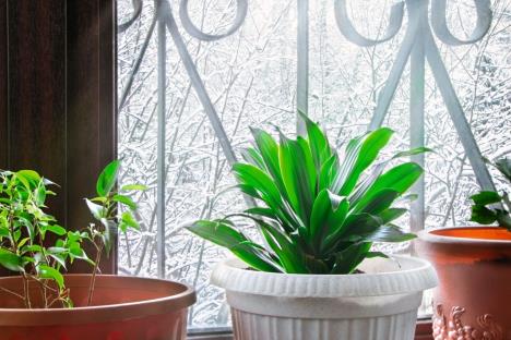 glavna-stockphotohomeplantaspidistraandficusaplantinwhitepotonawindowsillwinternaturewinter1942826731-smanjena.jpg