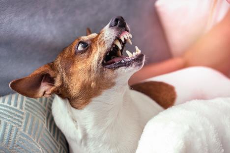 rezanje-na-vas-moze-biti-signal-da-ga-postoji-problem-stockphotodogjackrussellterriergrinsinresponsetothethreatfromtheman1104385562.jpg