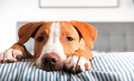 stockphotoyoungfawnmixedbreedpuppylayingonstripedbed564777532.jpg